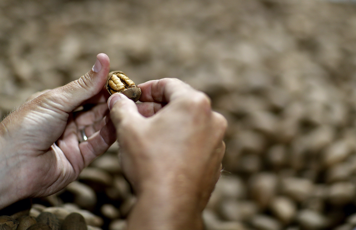 Georgia Pecans 2018 photo