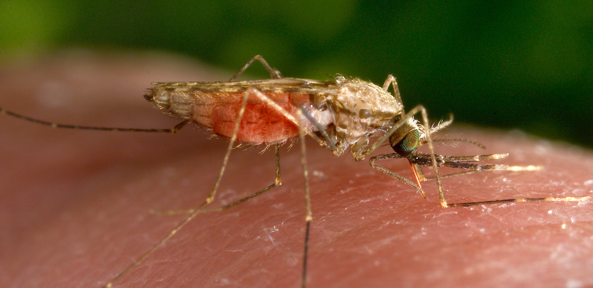 Mosquito malaria 2014 file photo