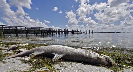 red tide dead snook