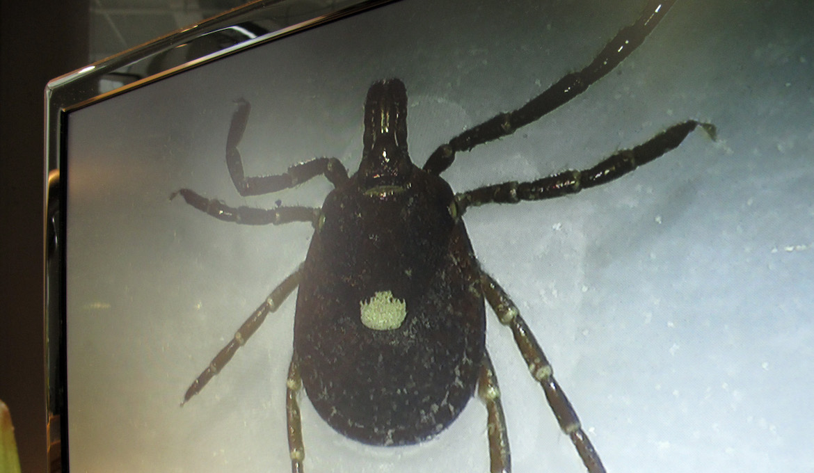 Lone Star tick, circa 2014