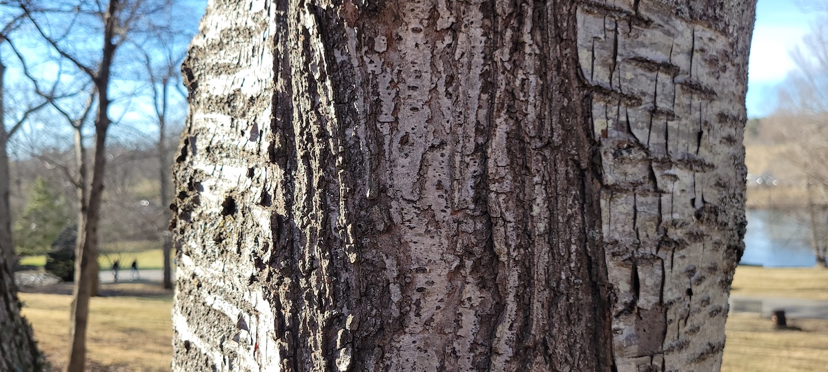 Wounds on a sweet cherry tree caused by past frost cracks
