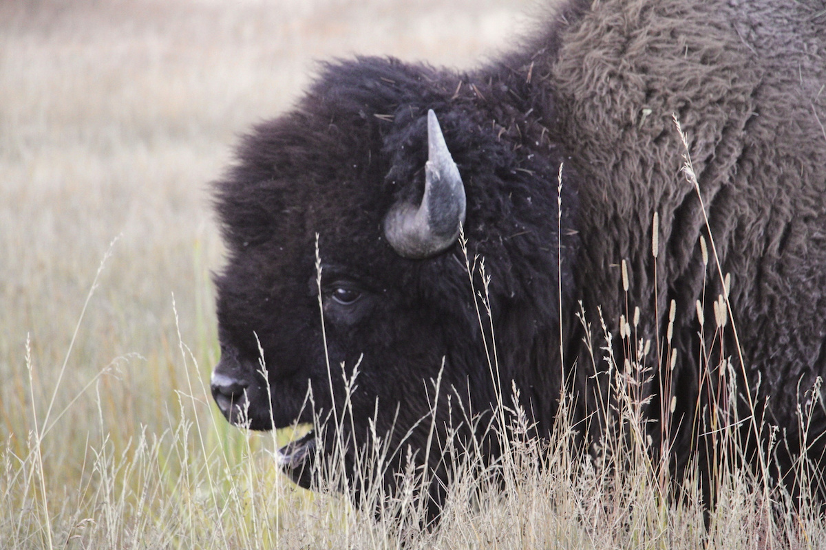 Animals aren’t fleeing Yellowstone National Park in droves; the claims are baseless