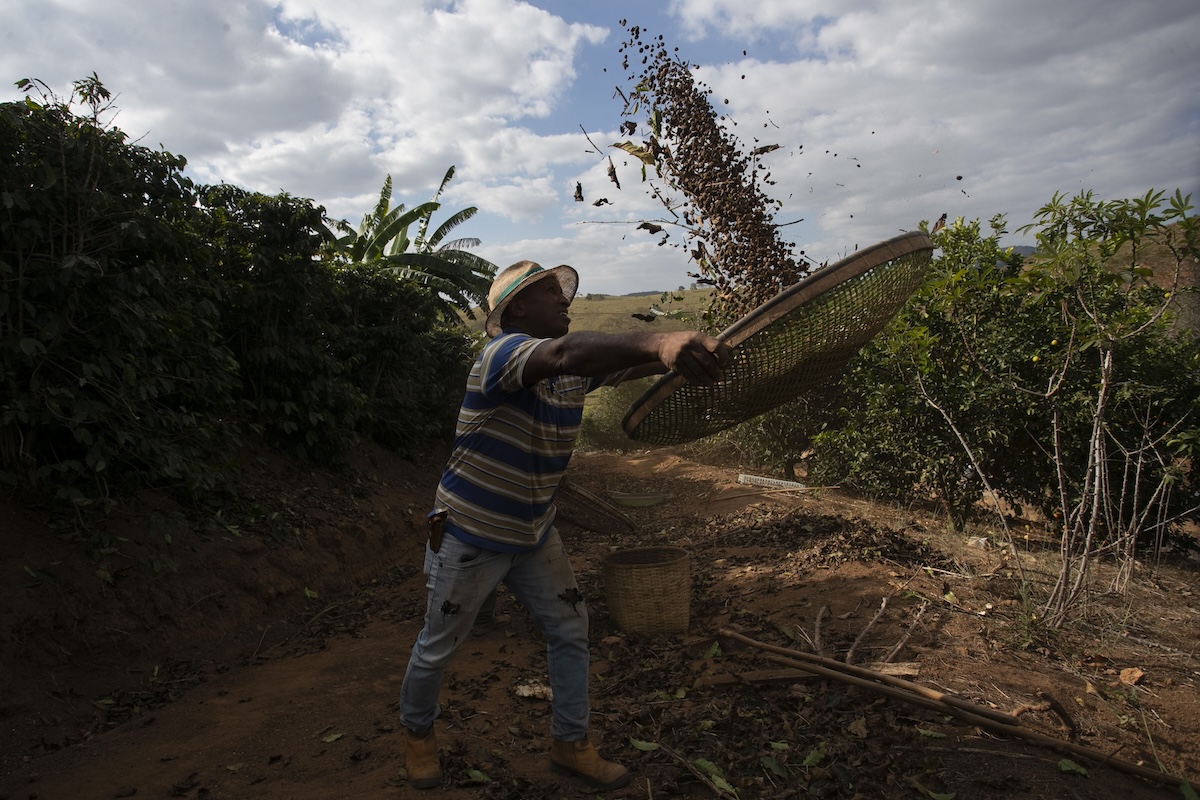 Brazil coffee farm worker