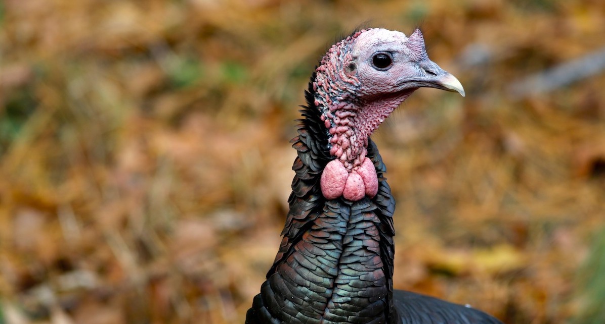 Wild Turkey head photo in NH Thanksgiving