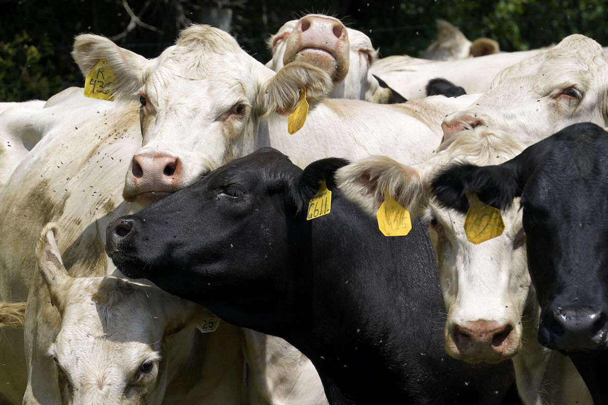 How much of the Inflation Reduction Act goes toward trees, clean garbage trucks and cow farts?