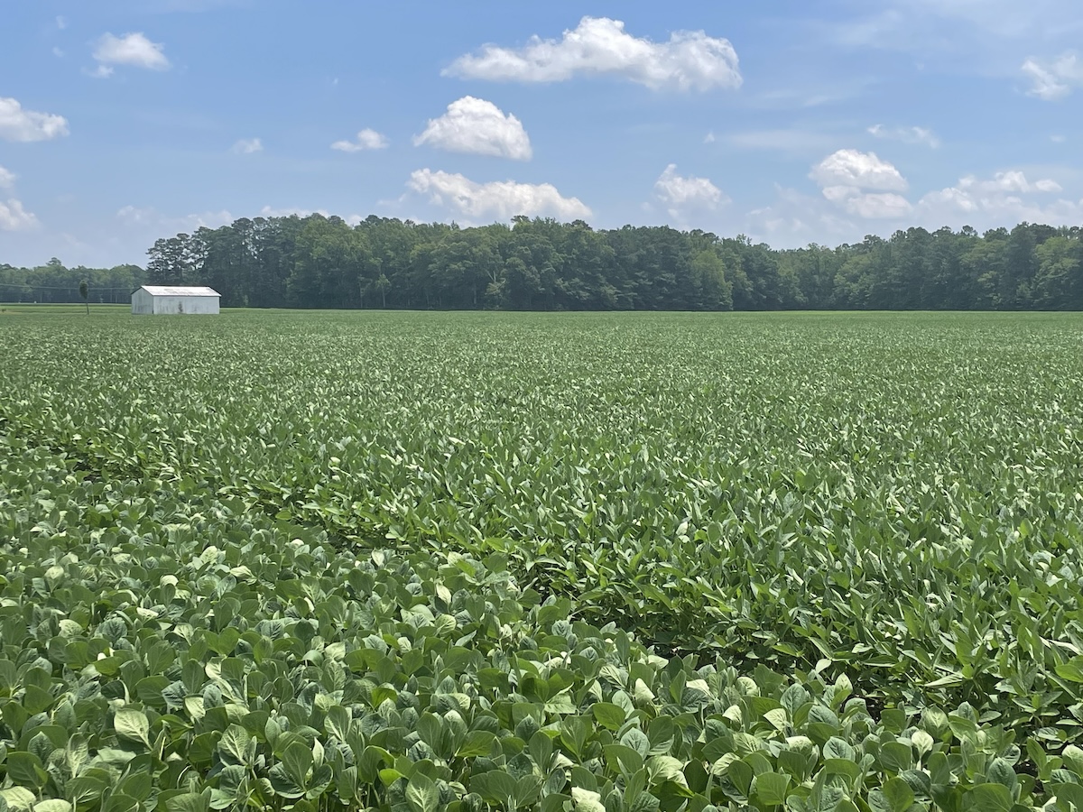Soybean farm in Suffolk, Va.
