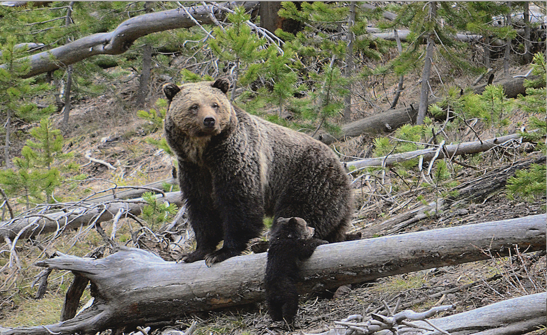Animales no están huyendo del Parque Nacional de Yellowstone; videos en redes sociales son engañosos