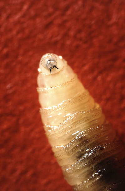 Screwworm larva up close mouth picture