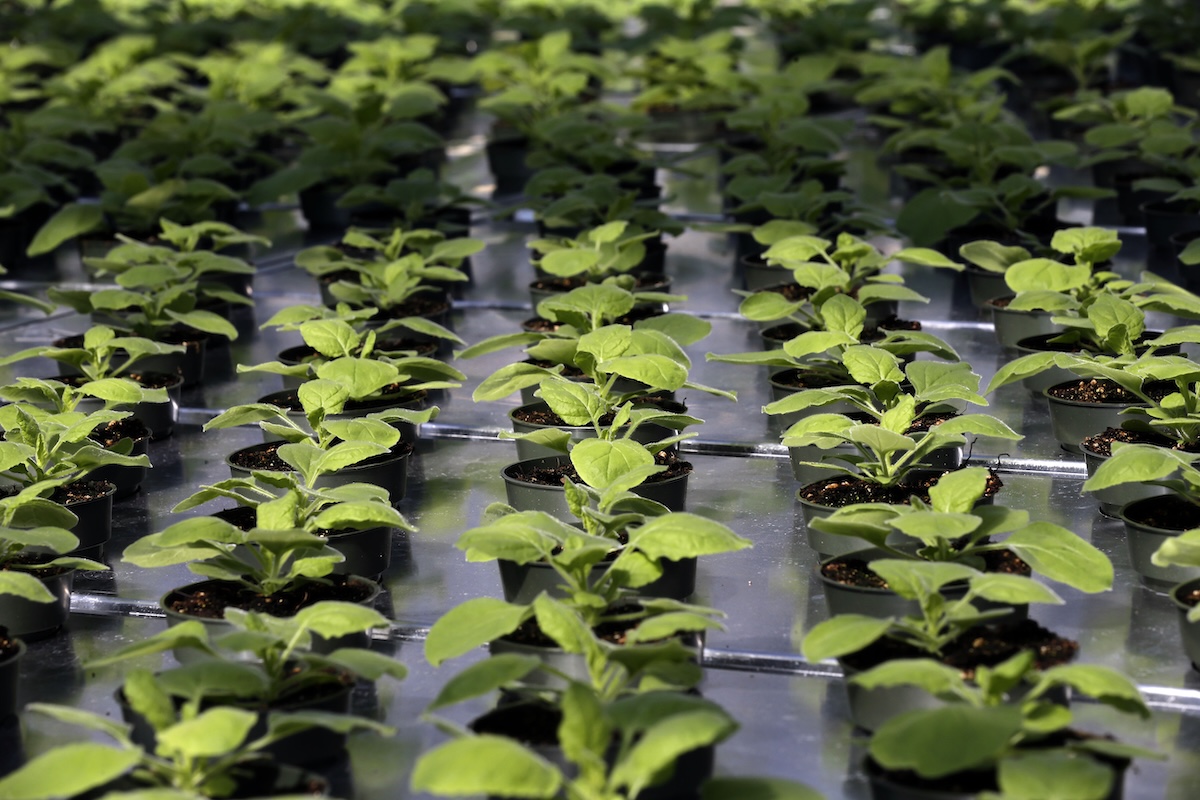Tobacco plants NC greenhouse growing Ebola vaccine 2014
