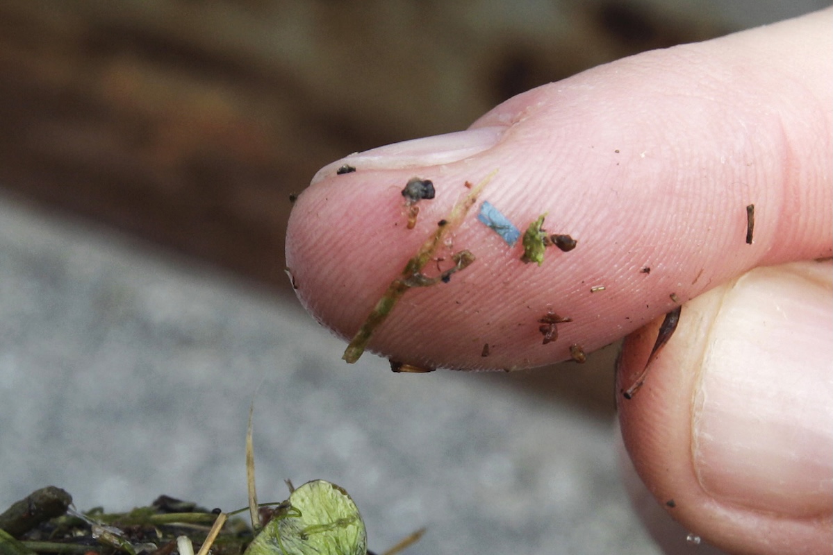 Blue rectangular microplastic on fingertip 05-19-2010