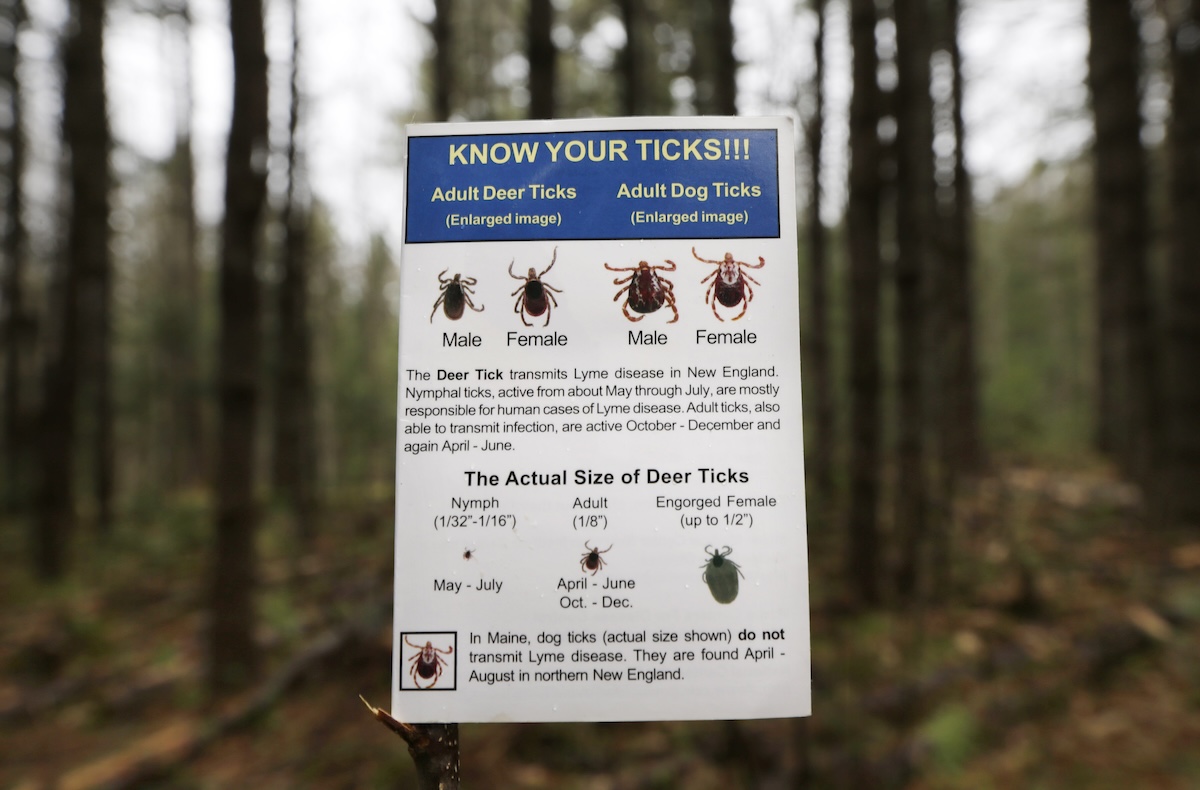 Informational card on ticks in the woods in Freeport, Maine 05-09-2014